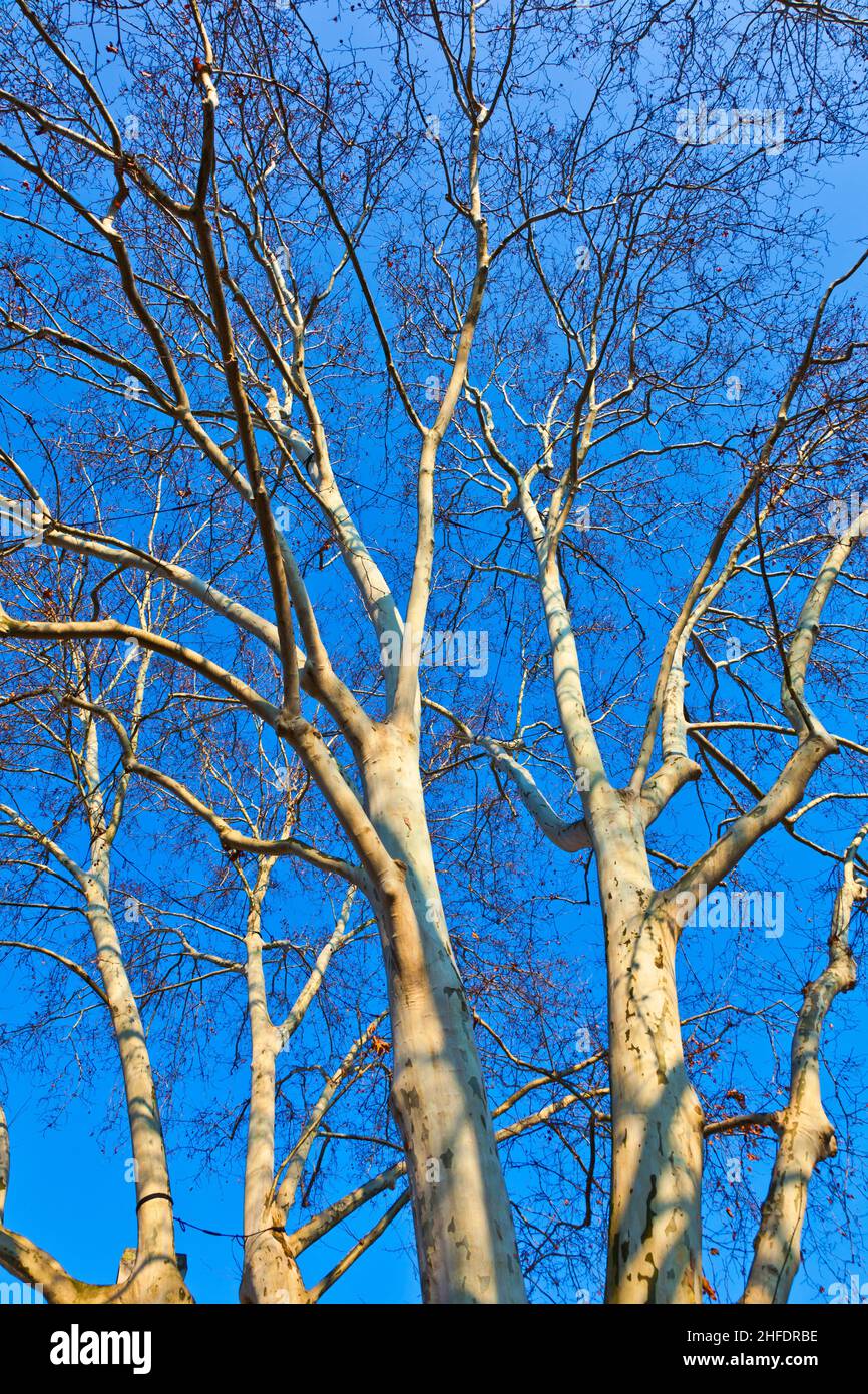 crown of plane tree with blue sky Stock Photo - Alamy