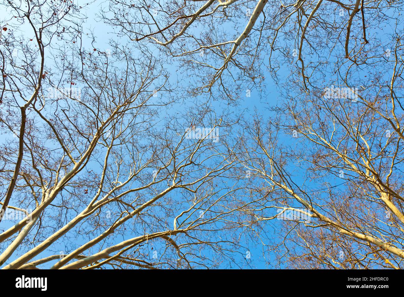 crown of plane tree with blue sky Stock Photo - Alamy