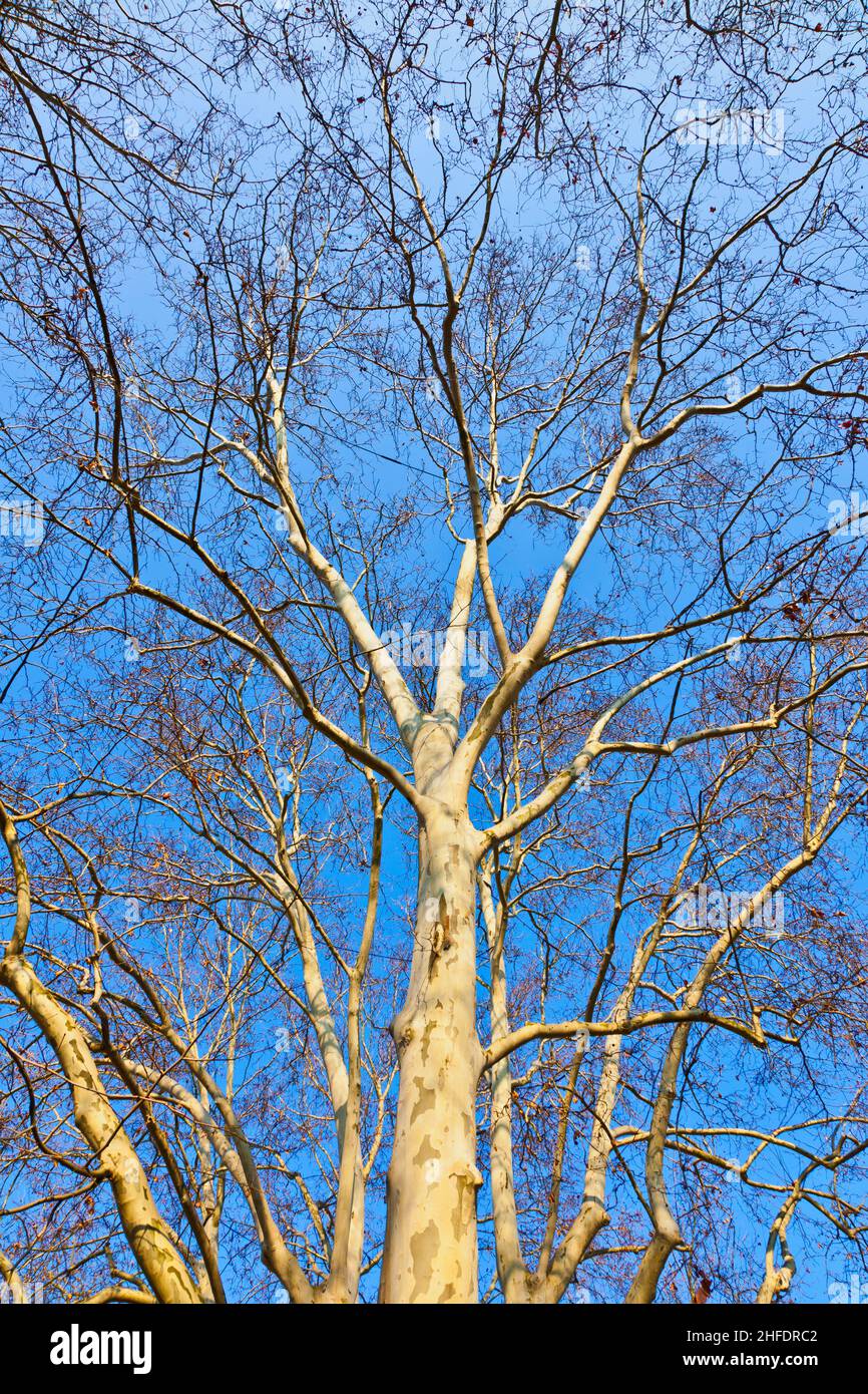crown of plane tree with blue sky Stock Photo - Alamy