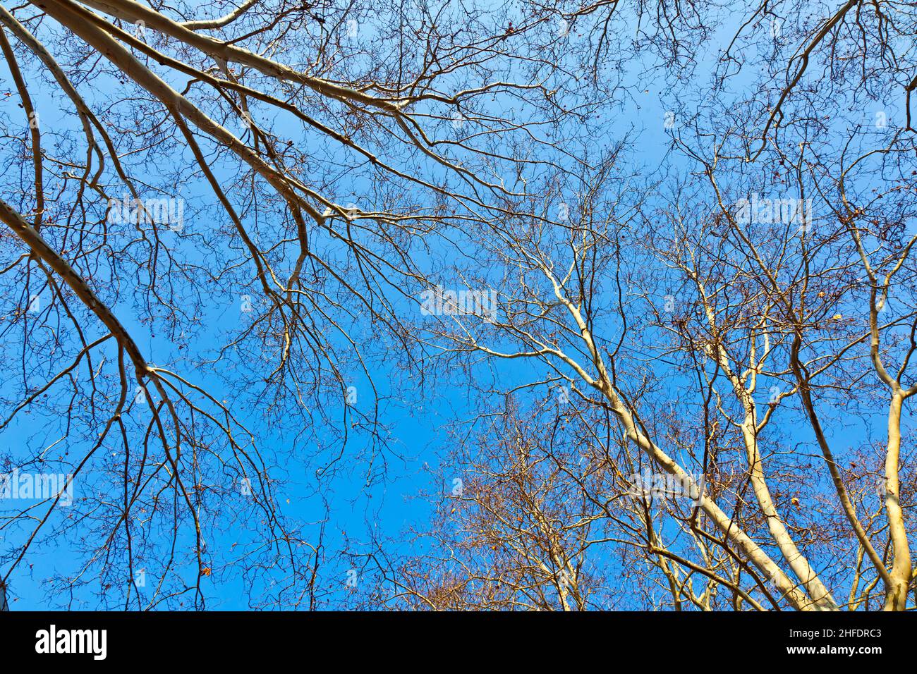 crown of plane tree with blue sky Stock Photo - Alamy
