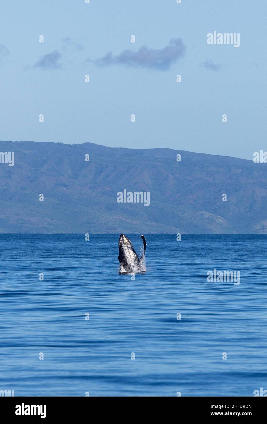 Humpback Whale Breaching in Maui Stock Photo - Alamy