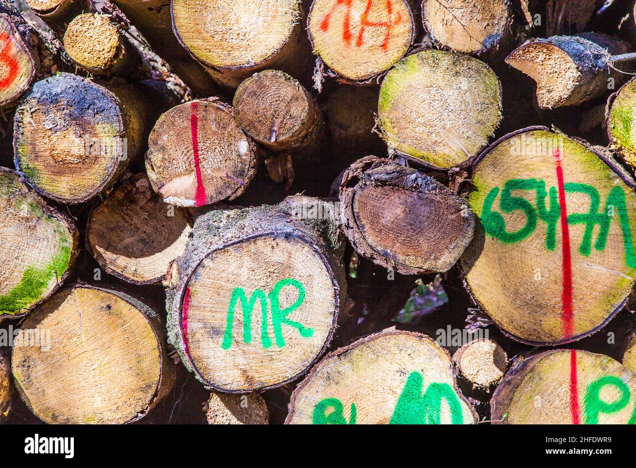 Pile of wood in forest marked with colors Stock Photo