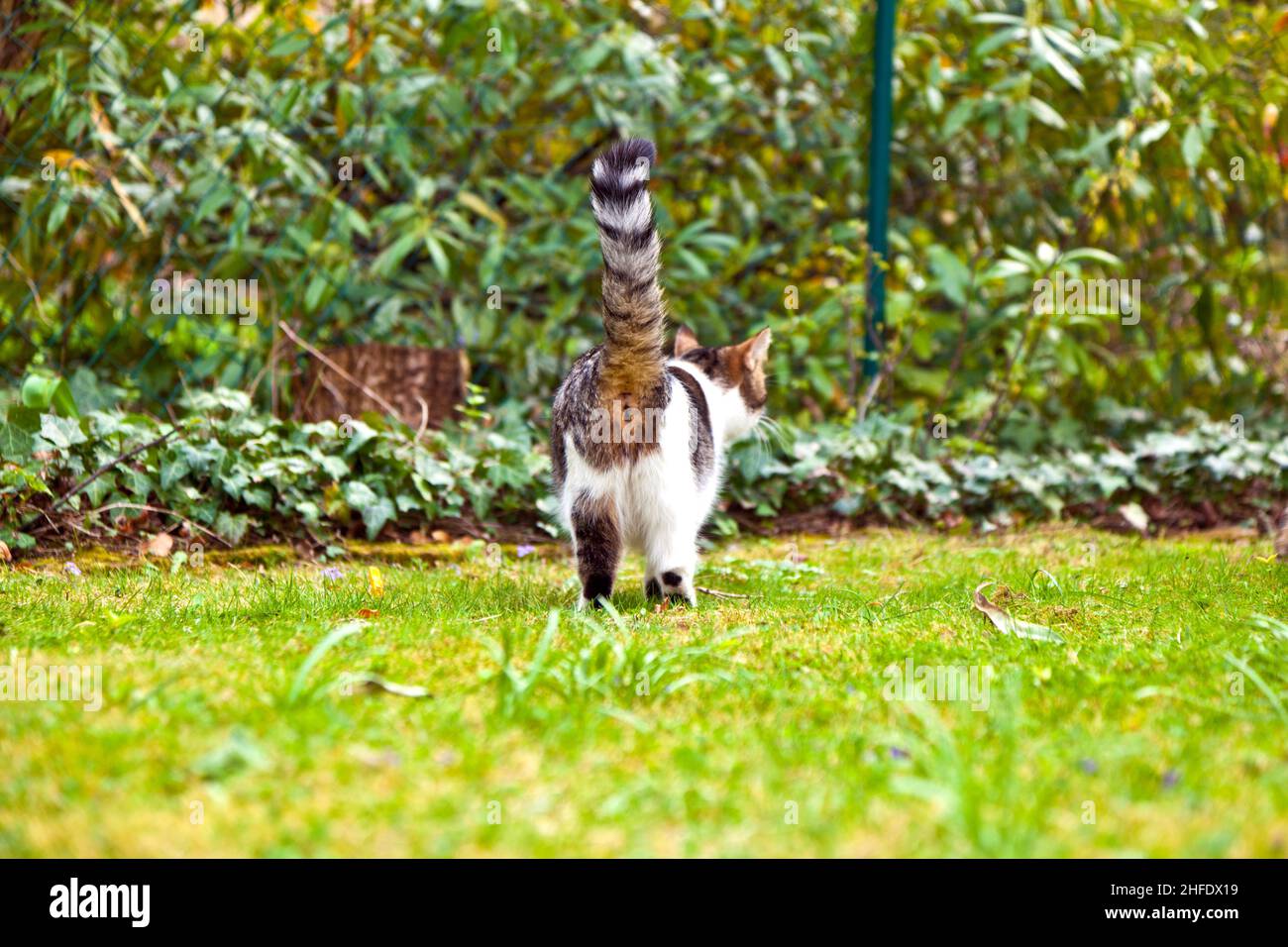 cute cat in the garden in green grass Stock Photo - Alamy