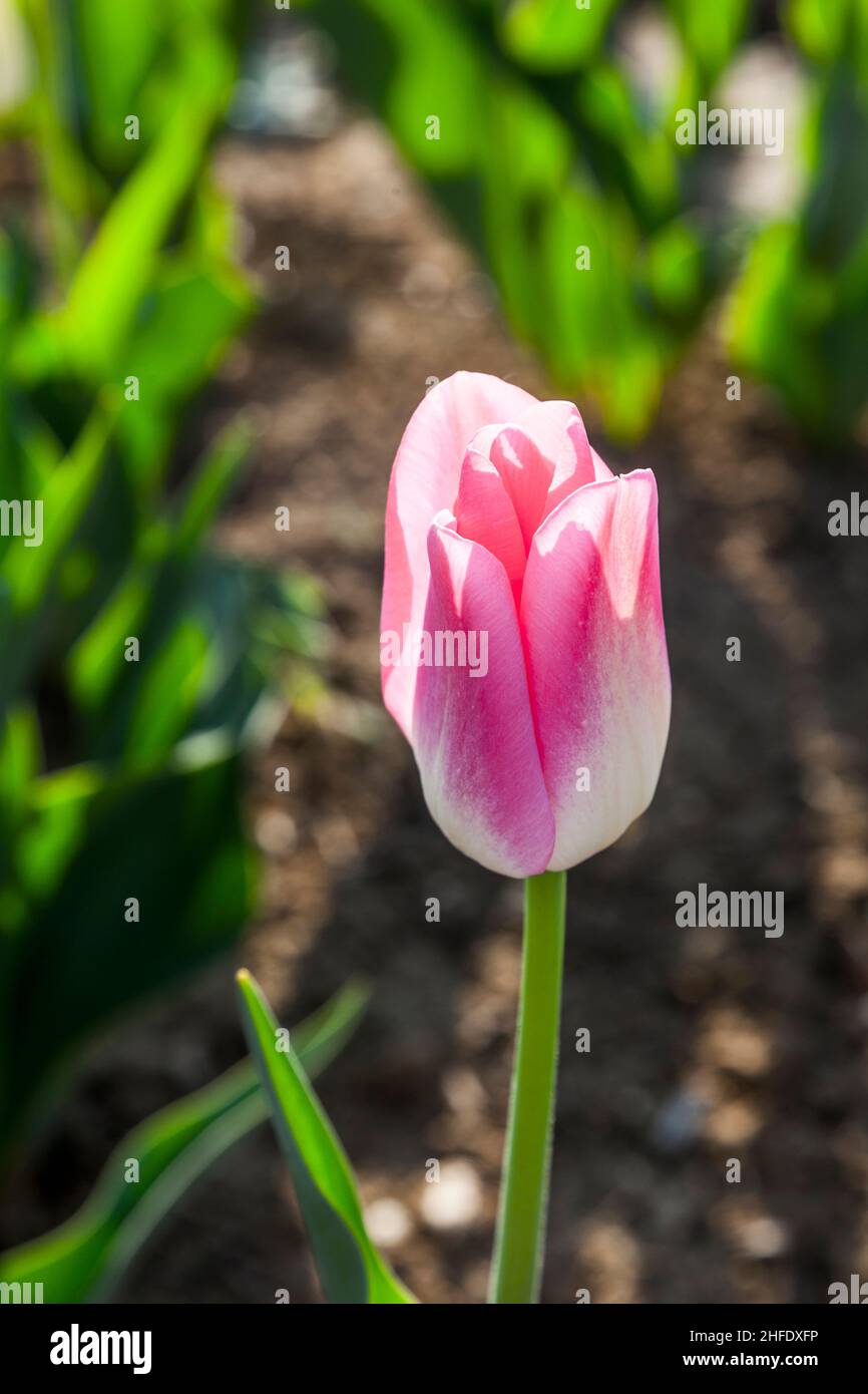 Spring field with blooming colorful tulips in detail Stock Photo - Alamy