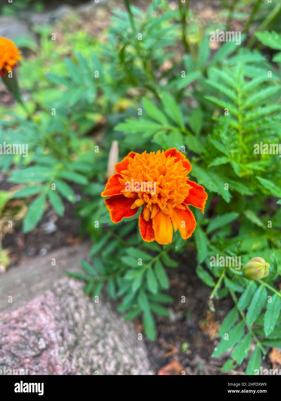 Marigold (Tagetes erecta) is a species of the genus Tagetes native to Mexico and Central America. Stock Photo