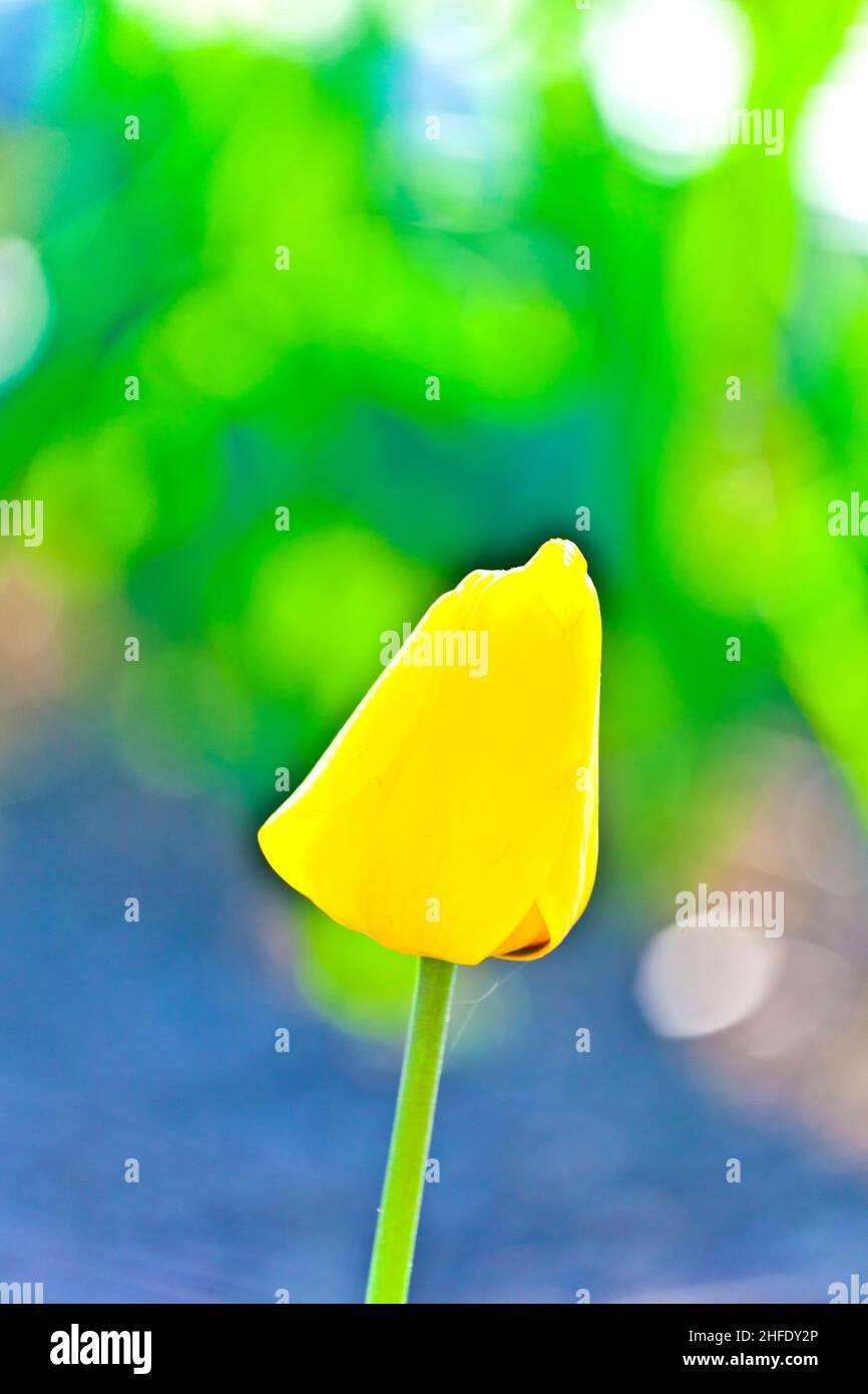 Spring field with blooming colorful tulips in detail Stock Photo - Alamy