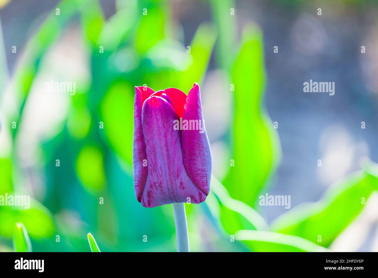Spring field with blooming colorful tulips in detail Stock Photo - Alamy