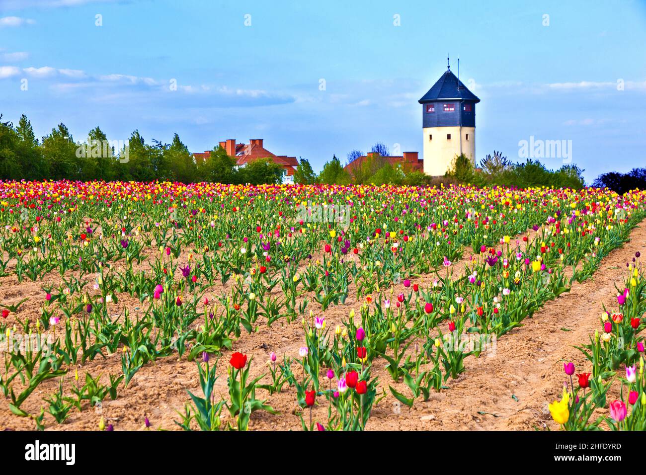 Spring field with blooming colorful tulips Stock Photo - Alamy