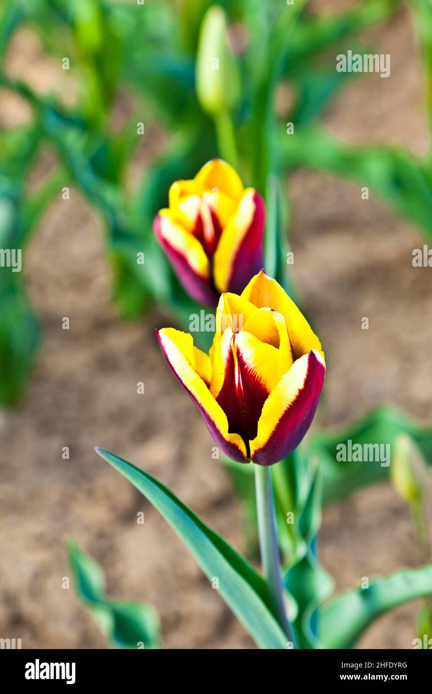 Spring field with blooming colorful tulips Stock Photo - Alamy
