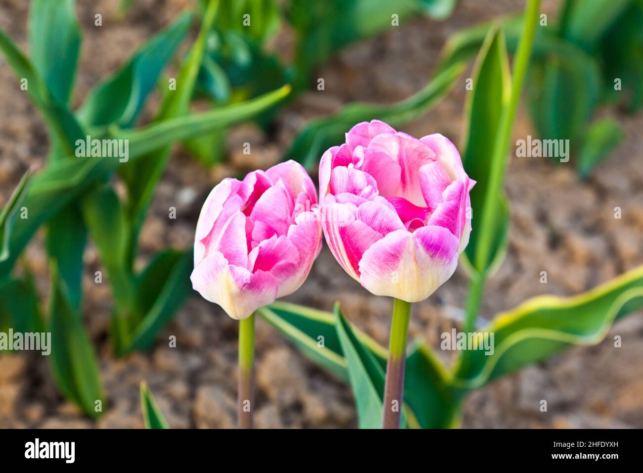 Spring field with blooming colorful tulips Stock Photo - Alamy