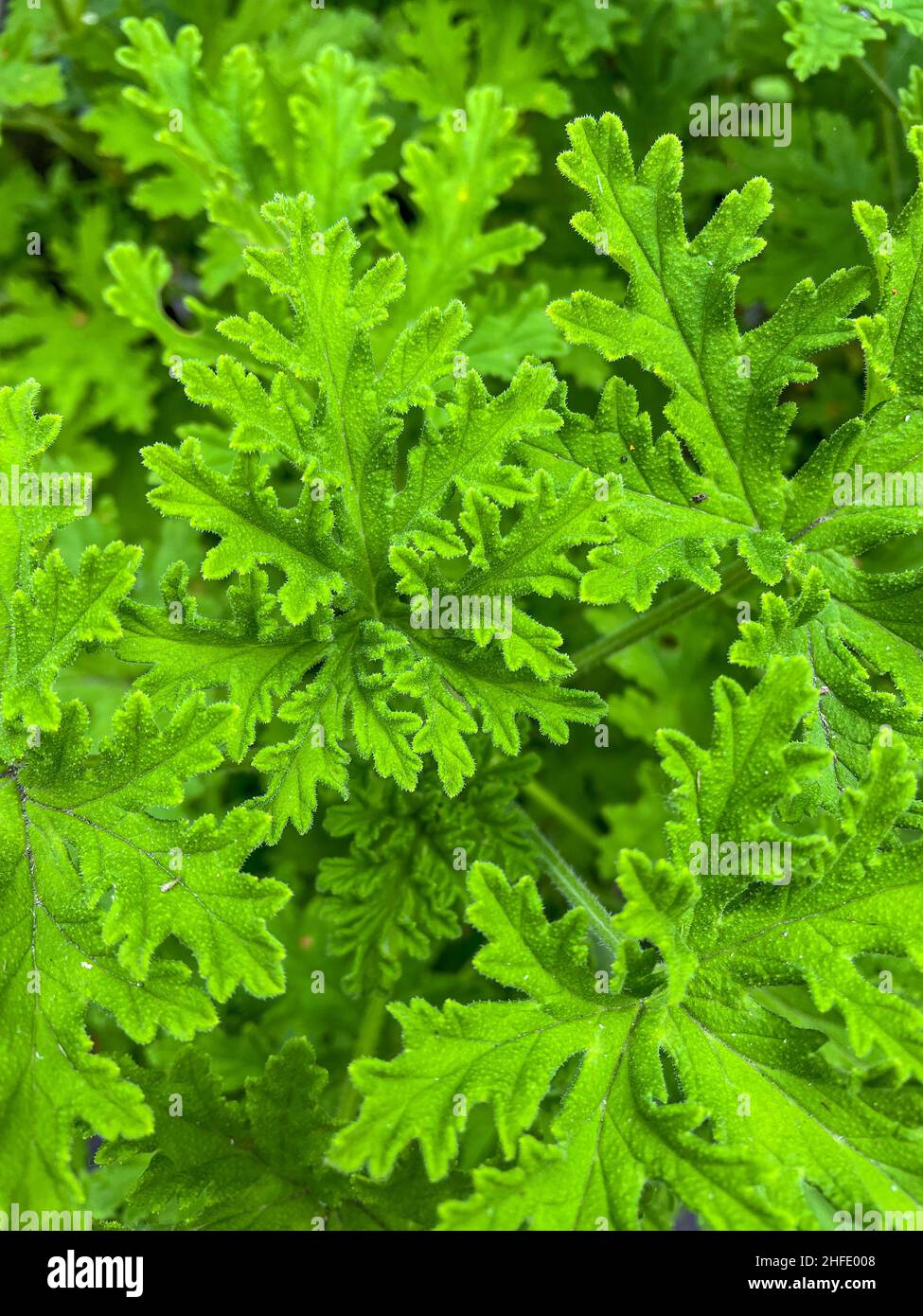 Garden Geranium (Pelargonium x hortorum) is a nothospecies of Pelargonium most commonly used as an ornamental plant. Stock Photo