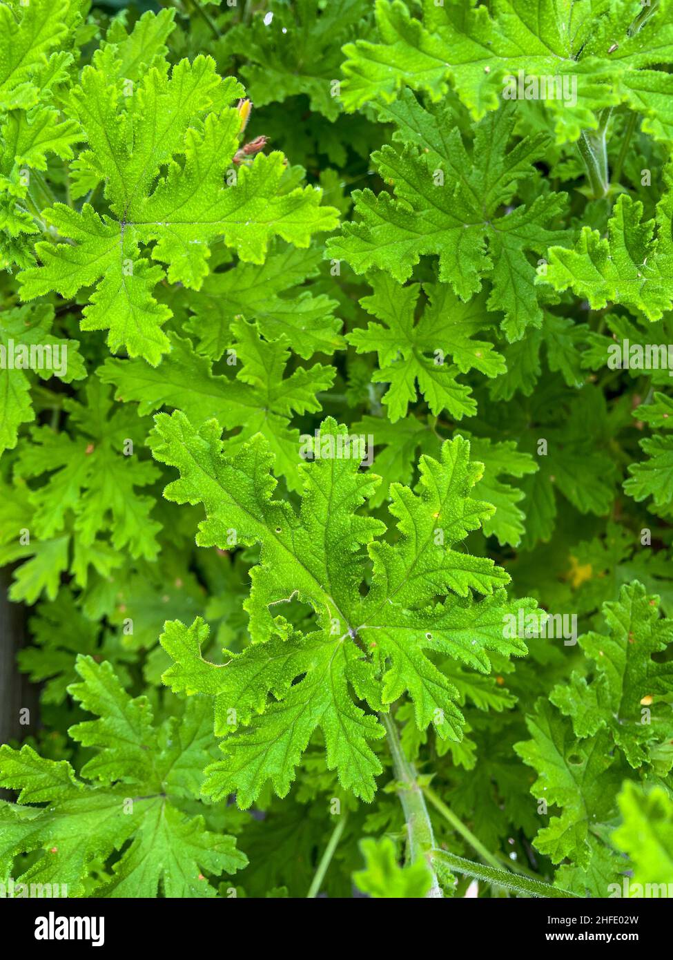 Garden Geranium (Pelargonium x hortorum) is a nothospecies of Pelargonium most commonly used as an ornamental plant. Stock Photo