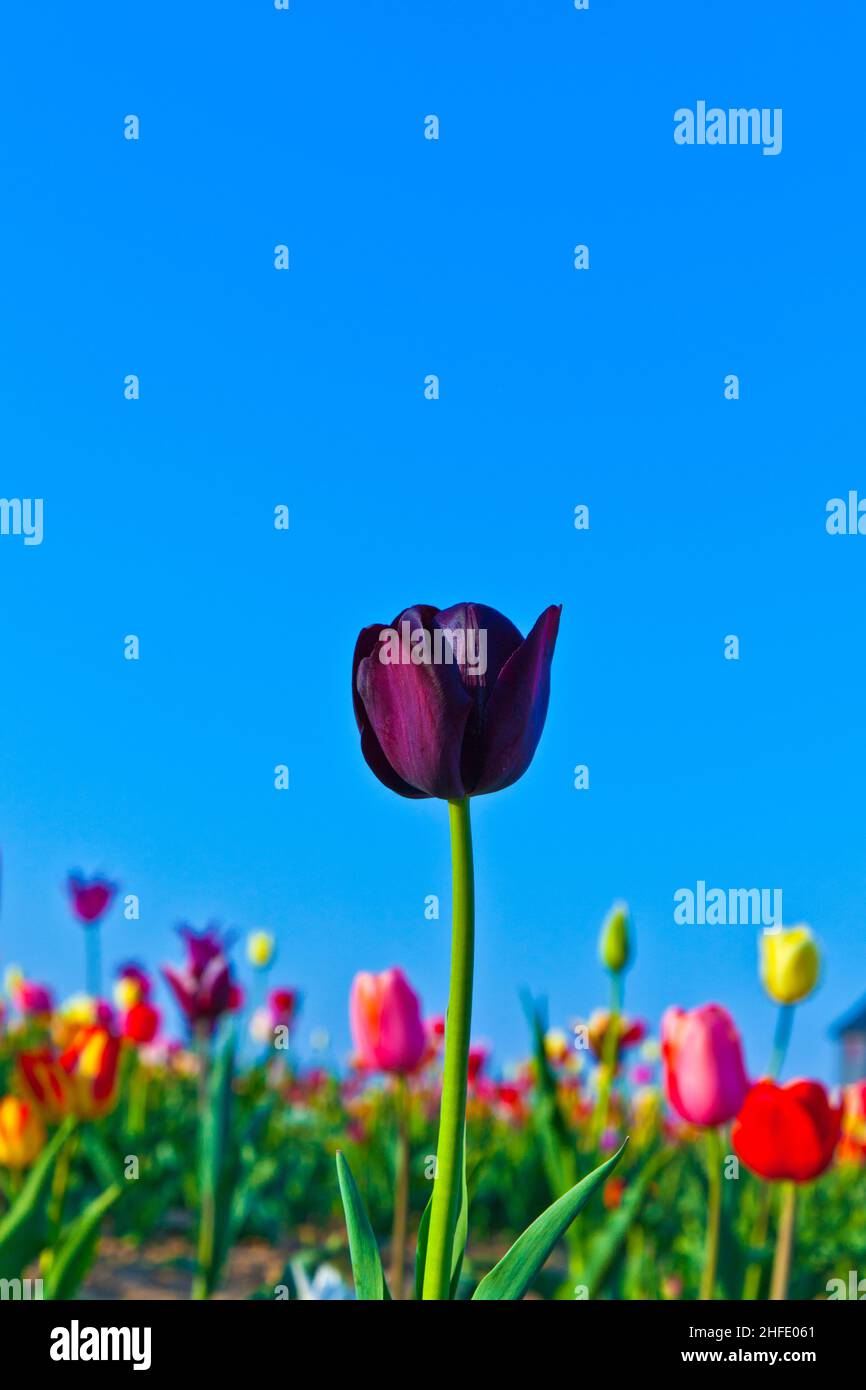 Spring field with blooming colorful tulips Stock Photo - Alamy
