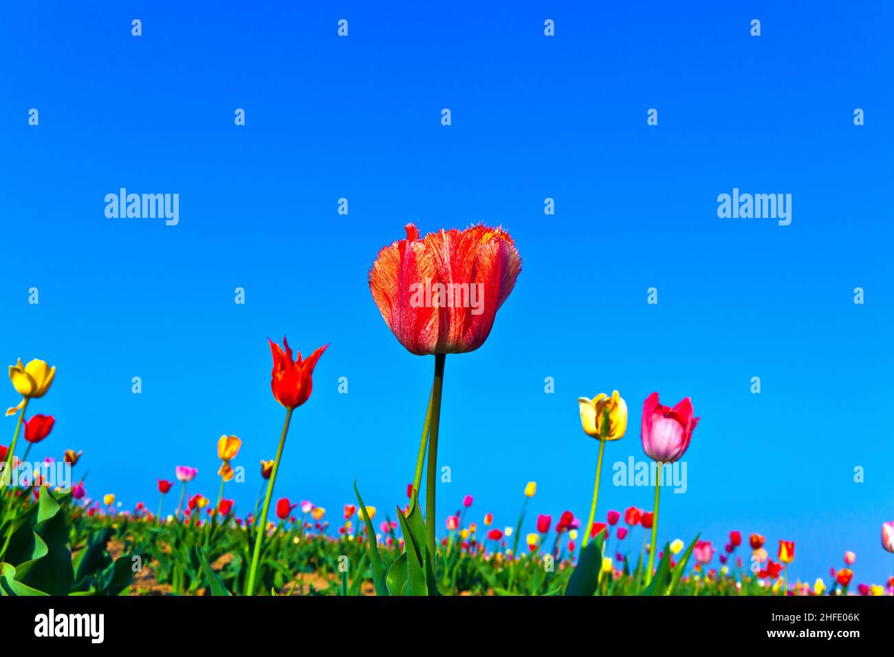 Spring field with blooming colorful tulips Stock Photo - Alamy