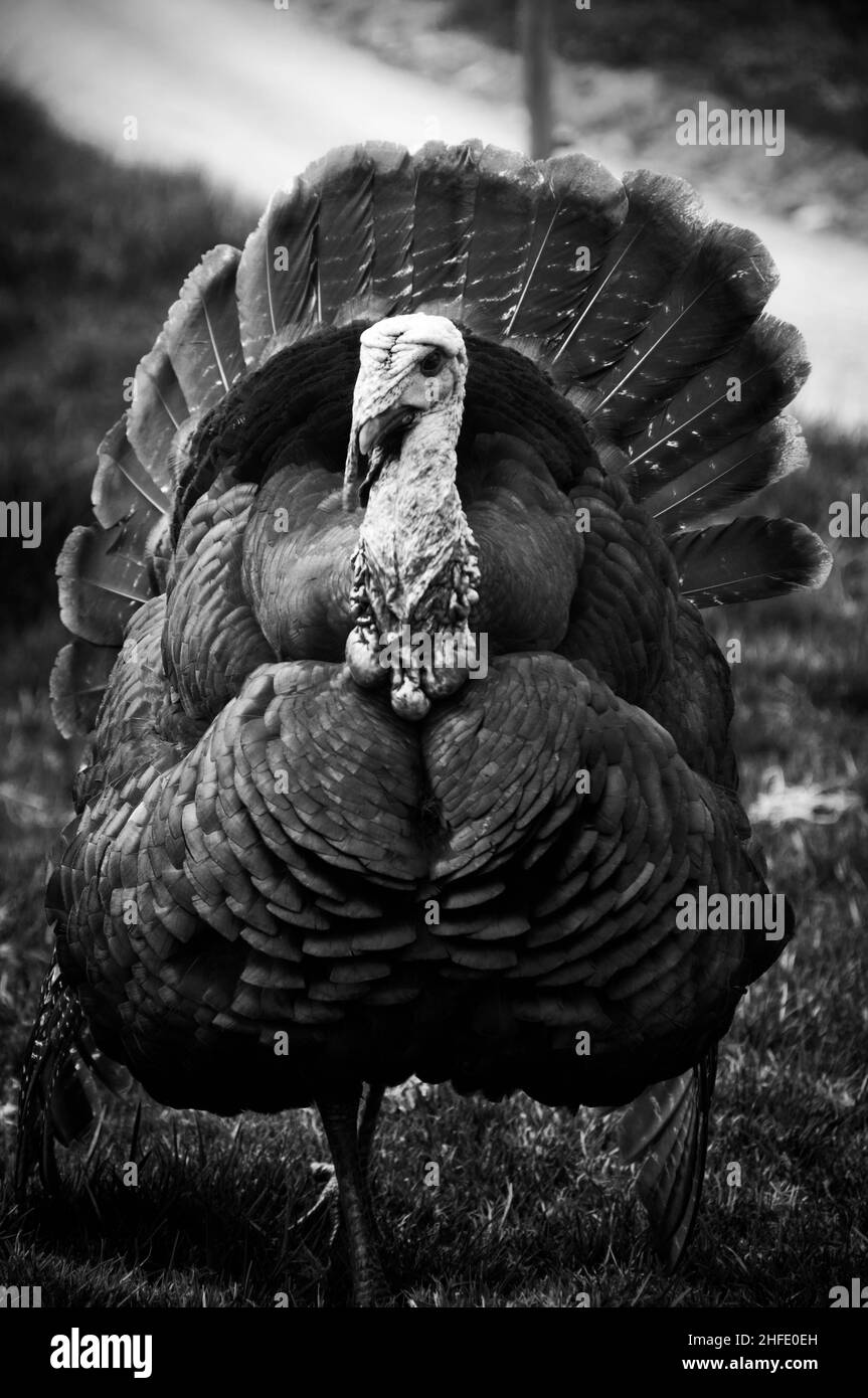 image of a turkey walking through the field Stock Photo