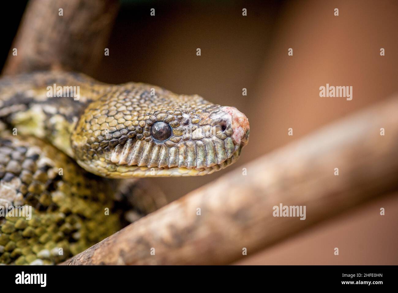 Madagascar python hi-res stock photography and images - Alamy