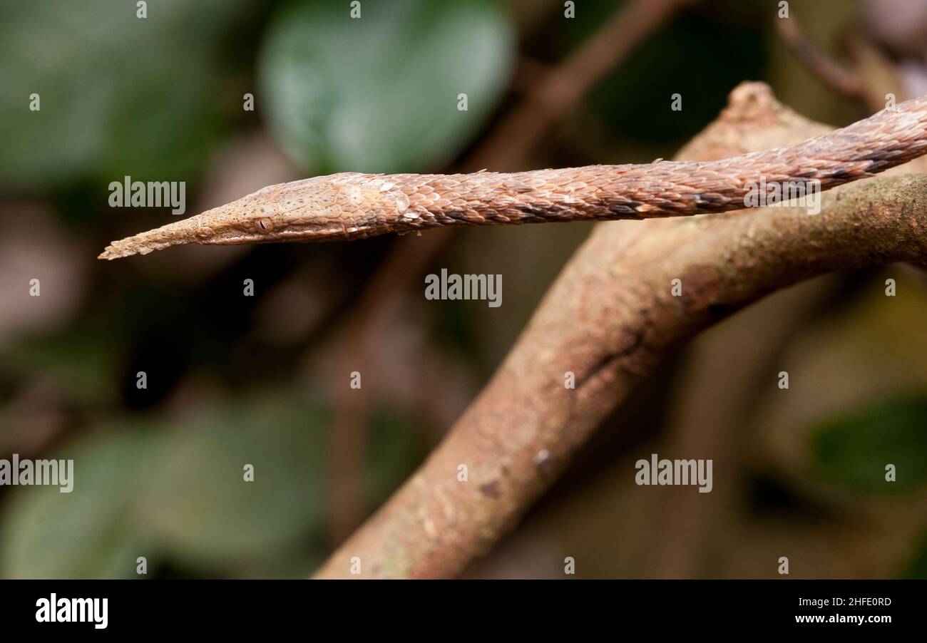 Madagascar python hi-res stock photography and images - Alamy