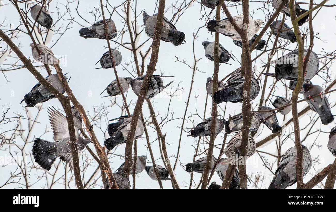 A large flock of birds (pigeons) on the branches of a tree against the sky. View from below, close up. Stock Photo