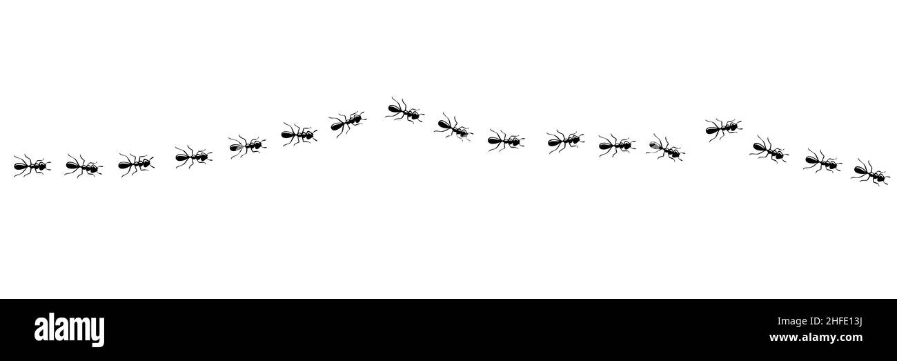 Ants line marching in trail searching food. Ant path isolated in white background. Vector illustration Stock Vector