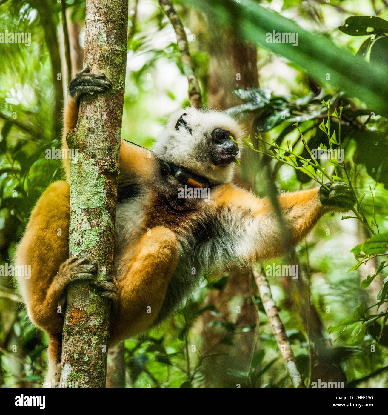 Lemurs Are Wet-nosed Primates Of The Superfamily Lemuroidea. They Are ...