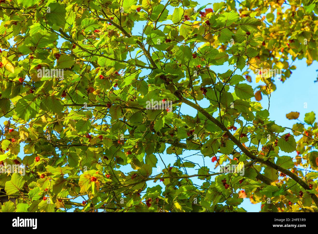 leaves of a hazelnut tree in detail Stock Photo Alamy