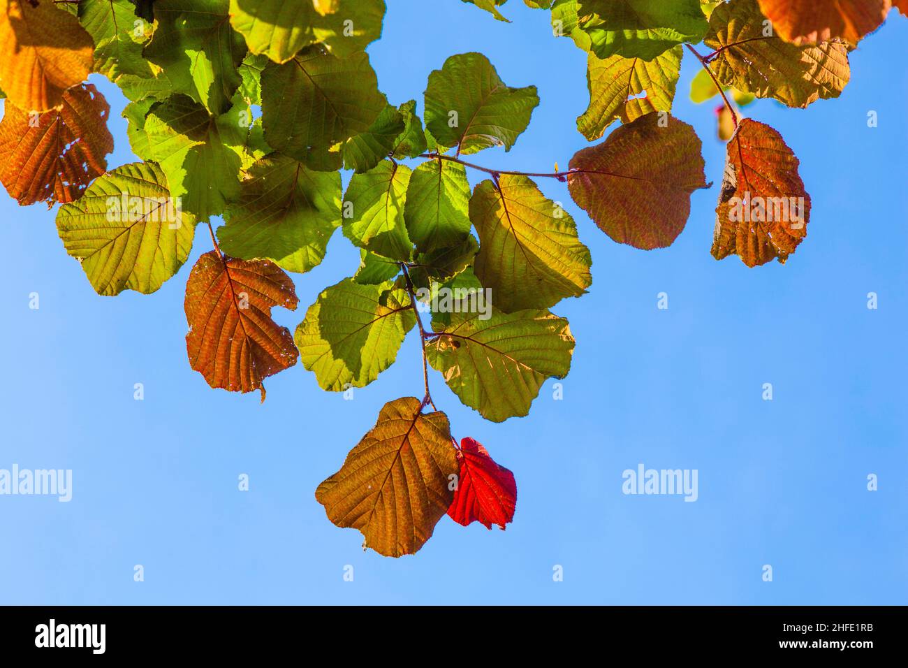 leaves of a hazelnut tree in detail Stock Photo Alamy
