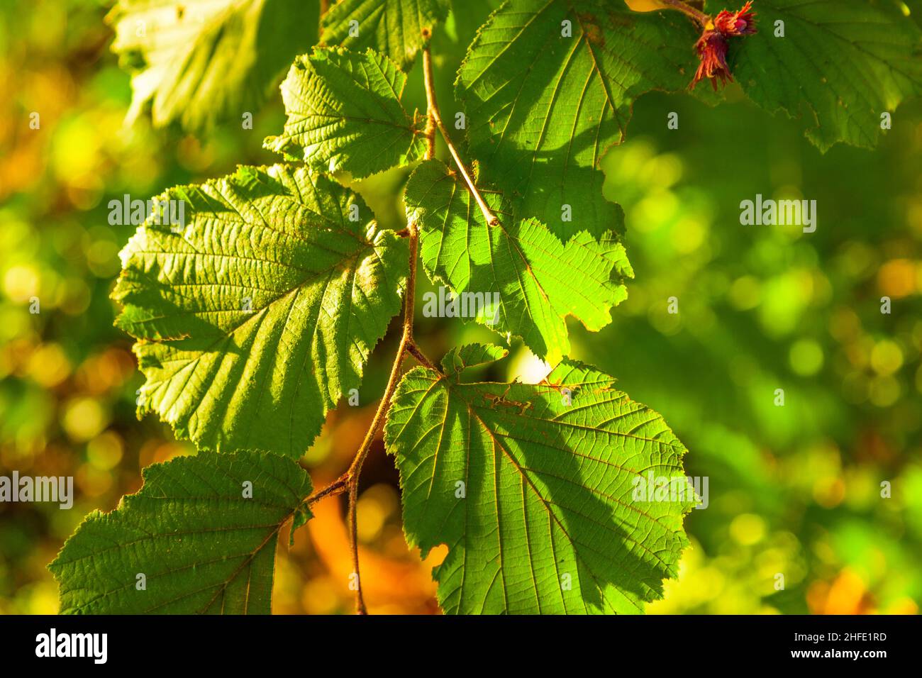 leaves of a hazelnut tree in detail Stock Photo Alamy