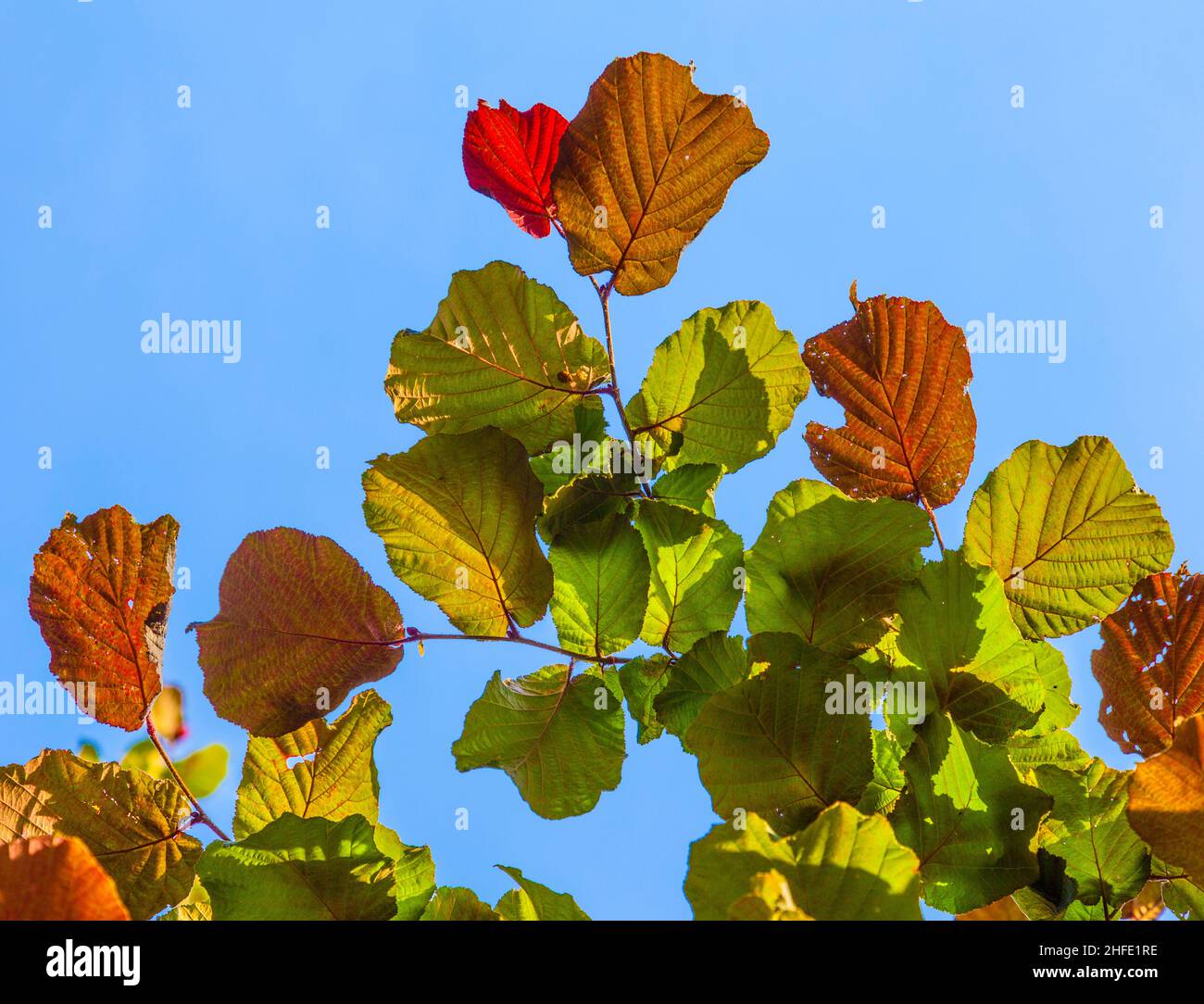 leaves of a hazelnut tree in detail Stock Photo Alamy