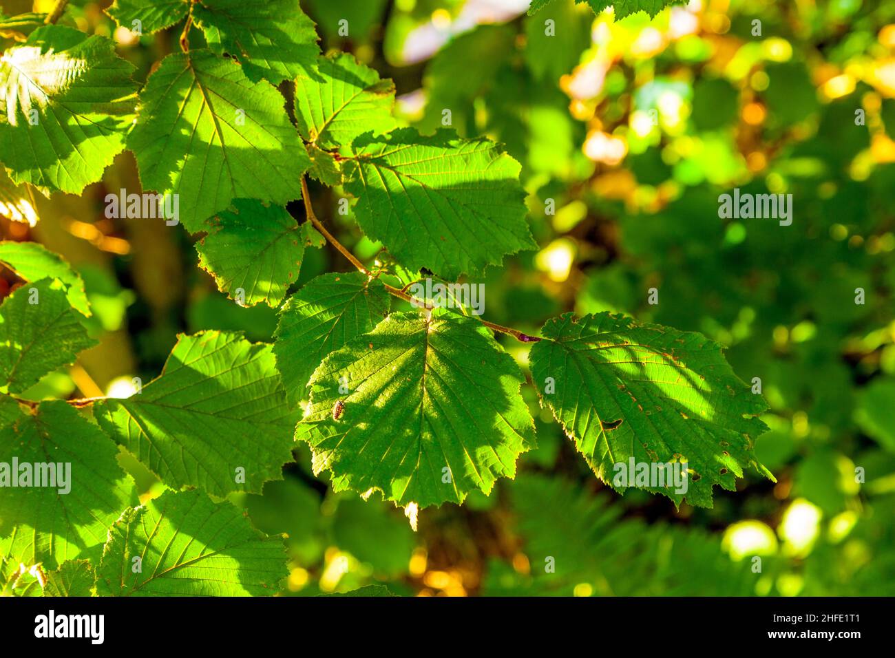 leaves of a hazelnut tree in detail Stock Photo Alamy