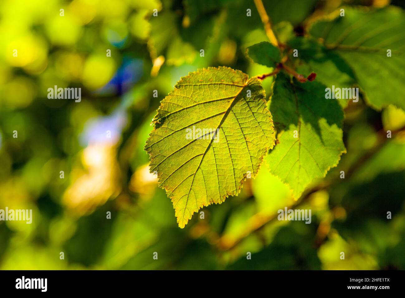 leaves of a hazelnut tree in detail Stock Photo Alamy