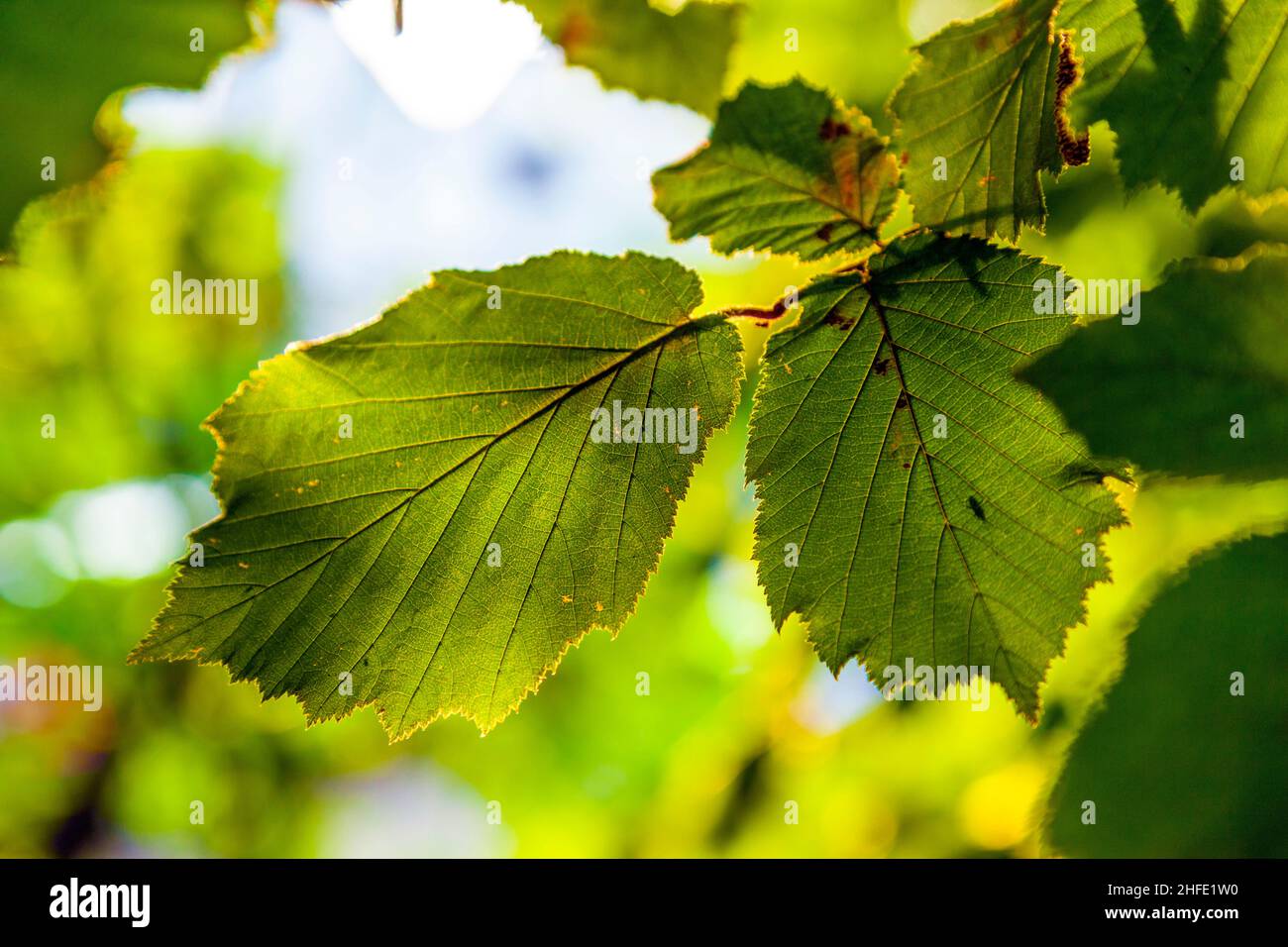 leaves of a hazelnut tree in detail Stock Photo Alamy