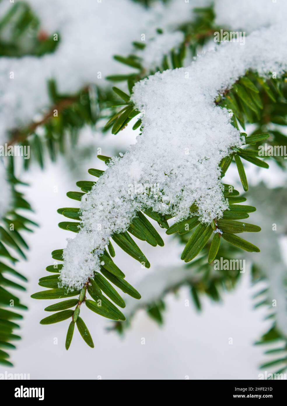 Balsam fir (Abies balsamea). Closeup of branchlets with needles, under a coat of fresh snow. Catskill Mountains, New York Stock Photo