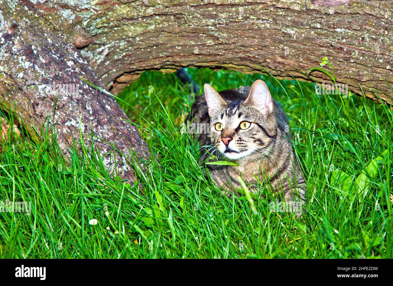 cat in the garden Stock Photo - Alamy