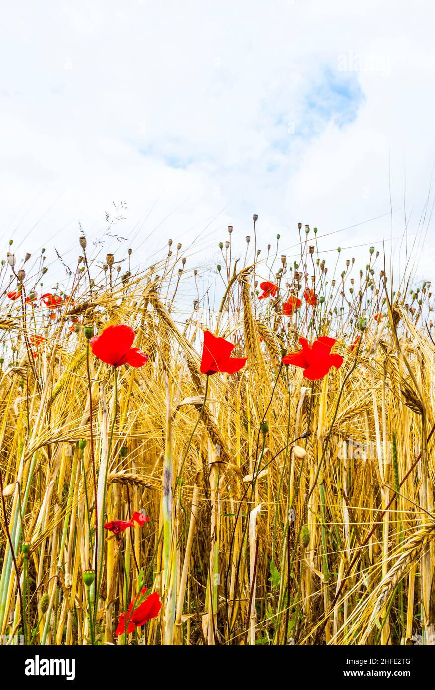 Poppy flowers with blue sky and clouds on the meadow Stock Photo - Alamy