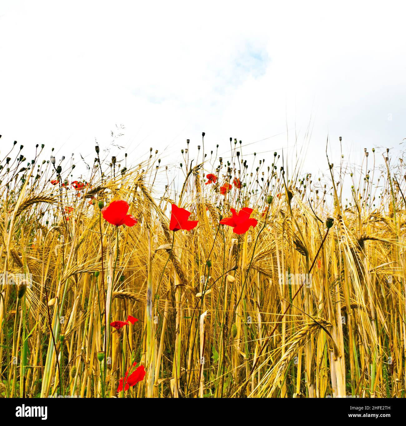 Poppy flowers with blue sky and clouds on the meadow Stock Photo - Alamy