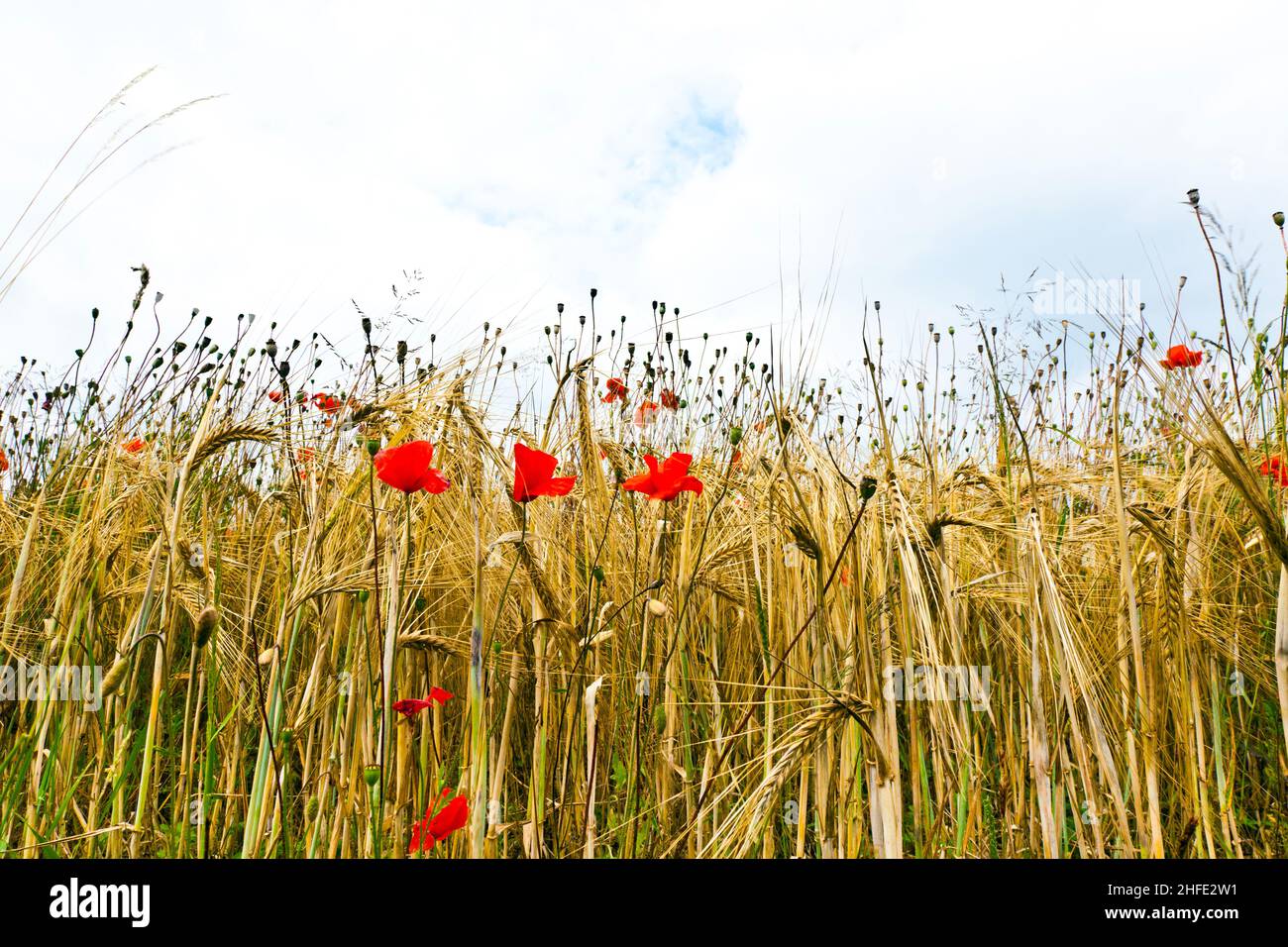 Poppy flowers with blue sky and clouds on the meadow Stock Photo - Alamy