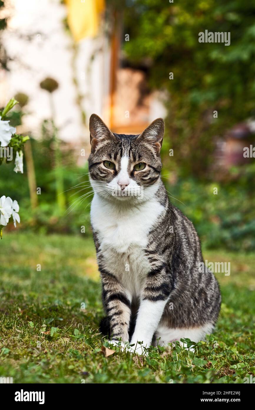 cute cat lying on grass in the garden Stock Photo - Alamy