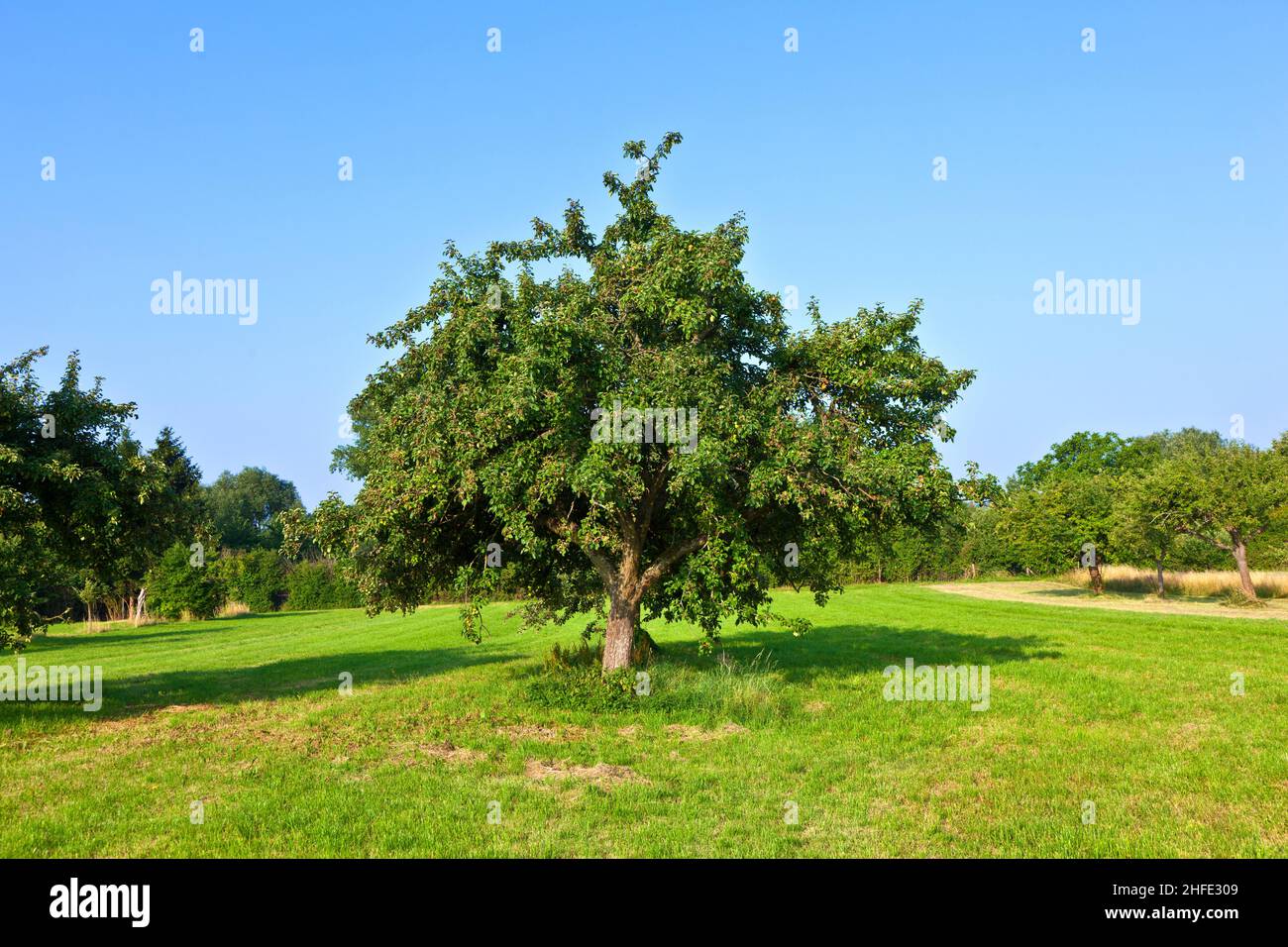 apple trees in summer at the meadow Stock Photo - Alamy