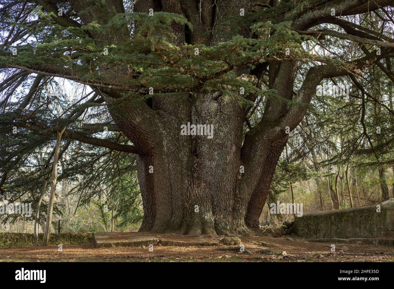 Cedrus libani. Great cedar of Lebanon, centenary tree located in the town of Bejar, Salamanca. Stock Photo