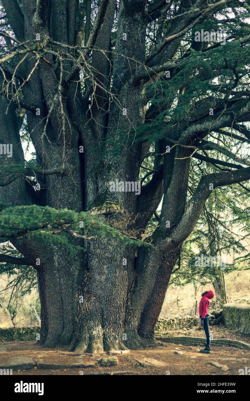 Woman and man enjoying nature with a centenary tree. Great cedar of Lebanon, located in the town of Bejar, Salamanca. Stock Photo