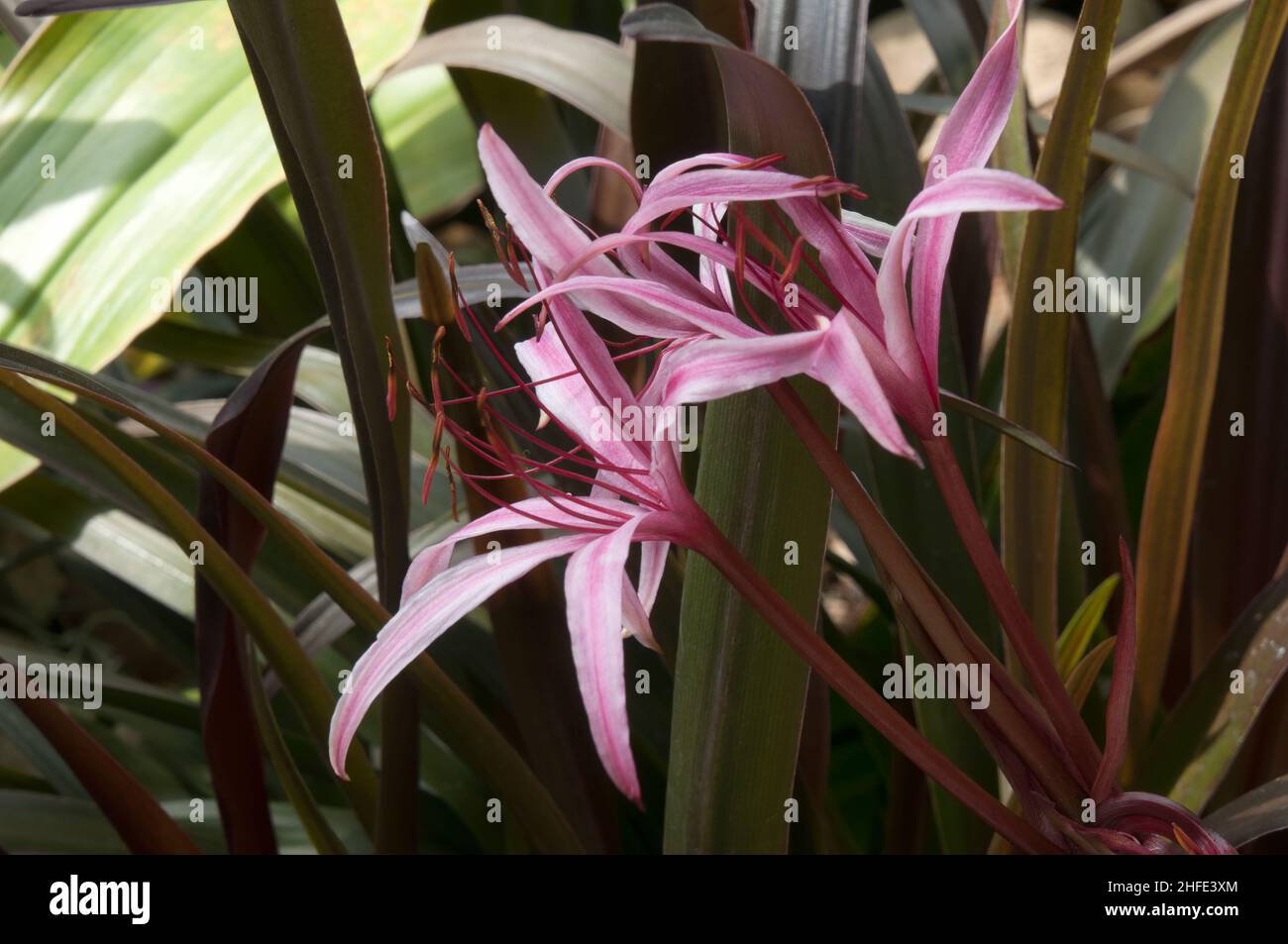 Sydney Australia, showy pink flowers of crinum menehune bulb Stock Photo