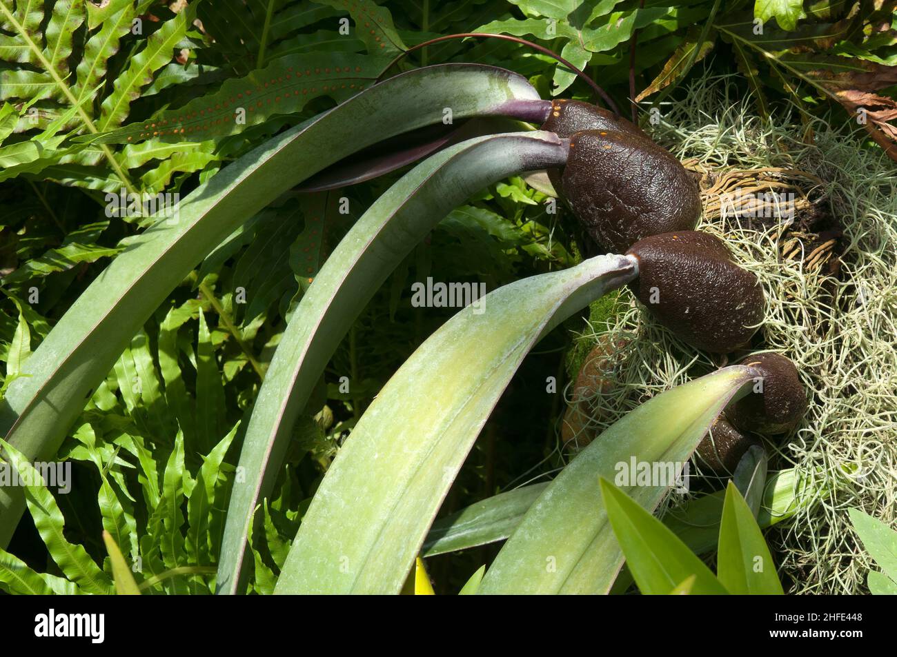 Sydney Australia, bulbophyllum fletcherianum or tongue orchid it grows  lithophytic or epiphytic, native to New Guinea. Stock Photo