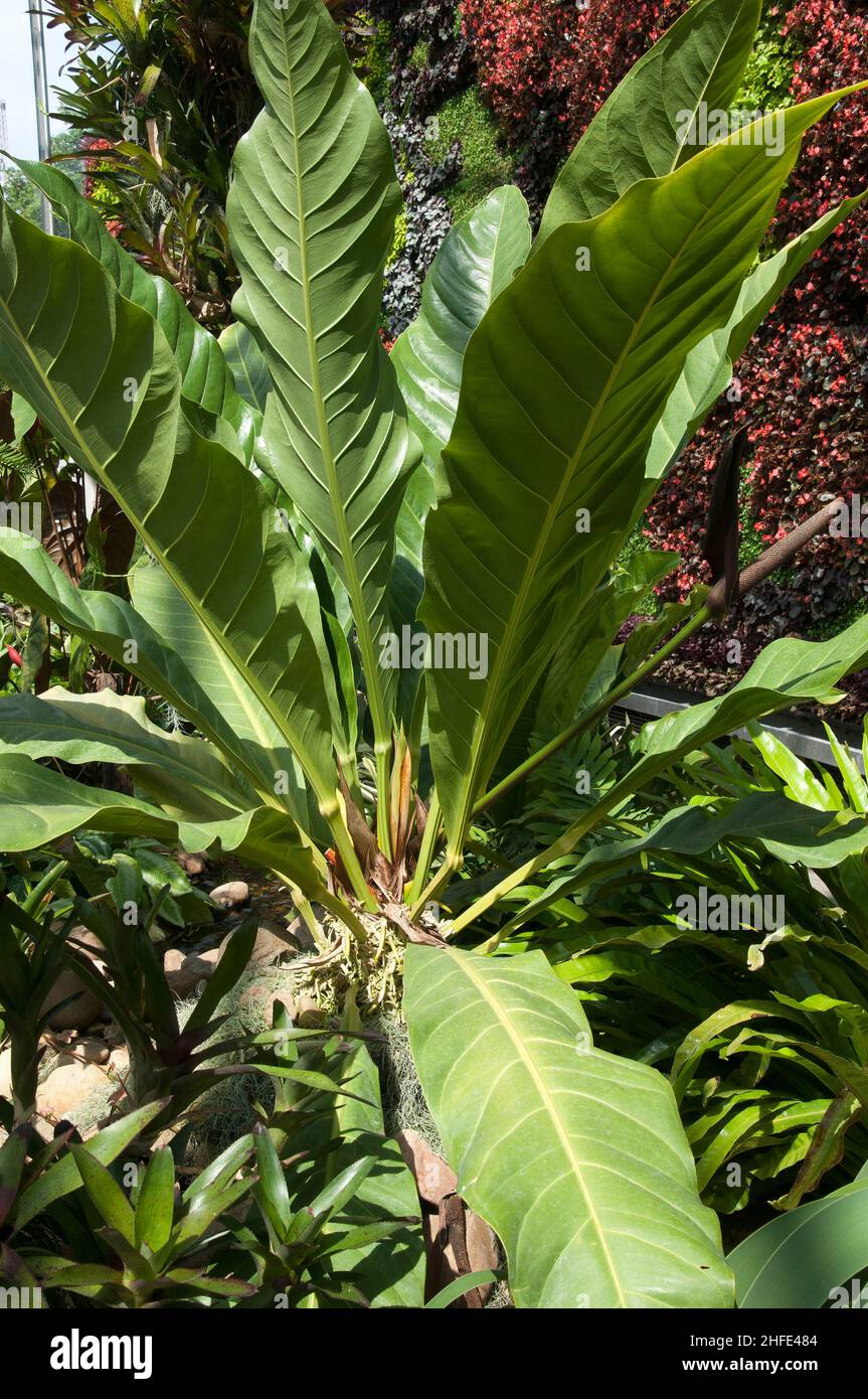 Sydney Australia, leaves of a anthurium luteynii or Bird's nest anthurium  in the sunshine Stock Photo - Alamy
