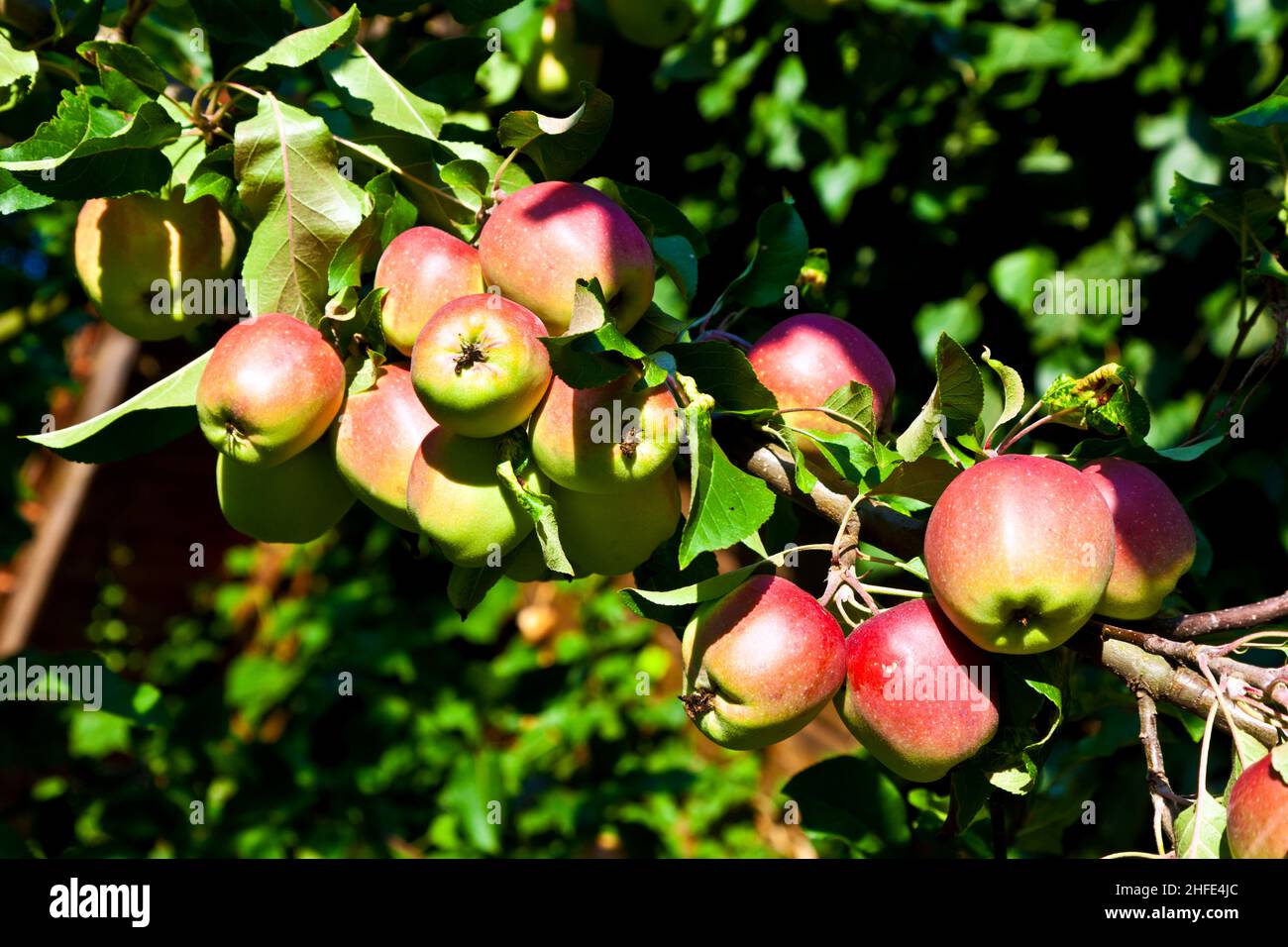 red apples hanging on the apple tree Stock Photo - Alamy