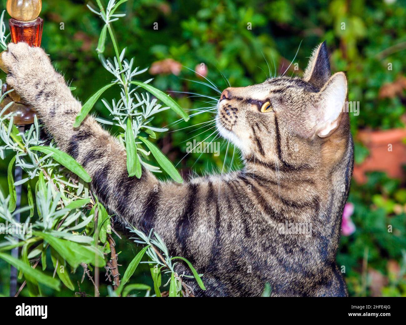 cat is hunting in the garden Stock Photo - Alamy