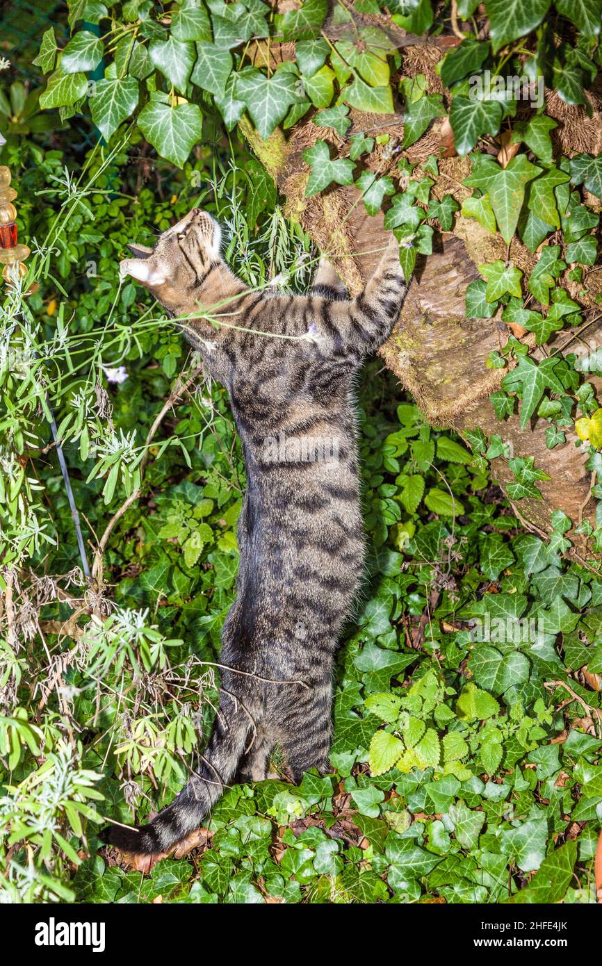 cat is hunting in the garden Stock Photo - Alamy