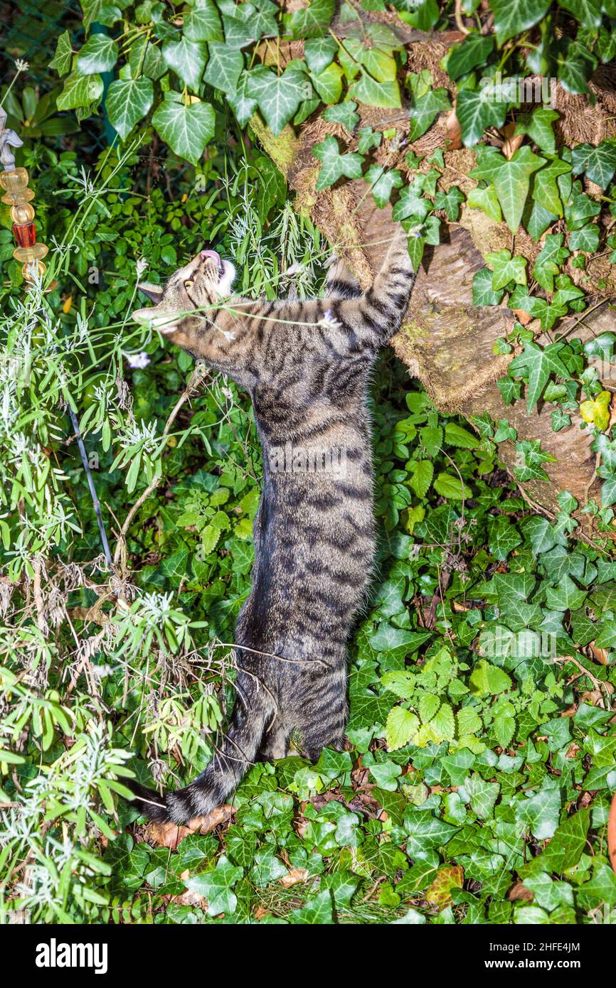 cat is hunting in the garden Stock Photo - Alamy
