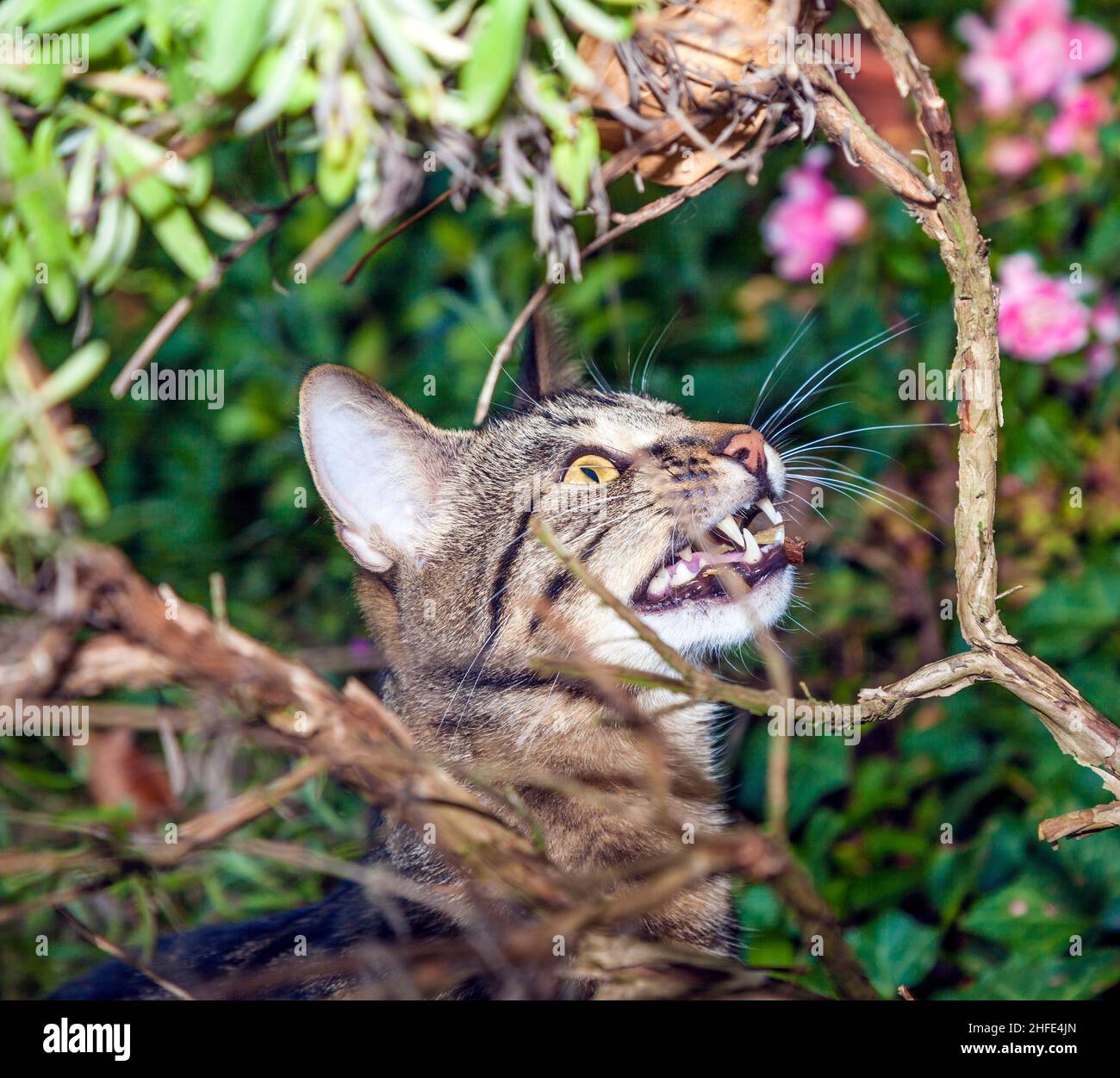 cat is hunting in the garden Stock Photo - Alamy