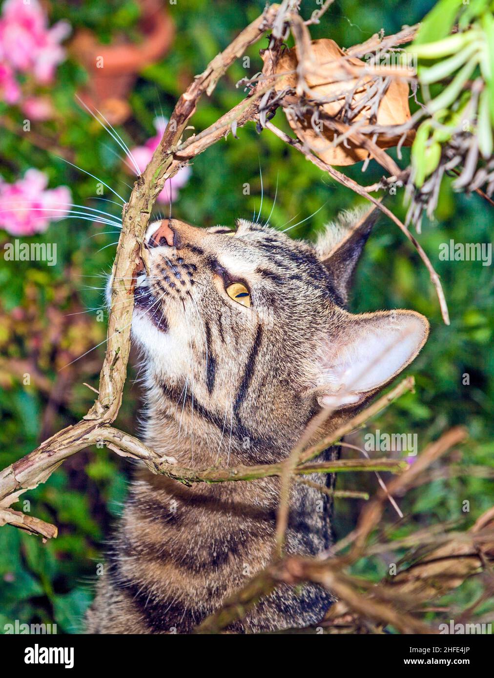 cat is hunting in the garden Stock Photo - Alamy