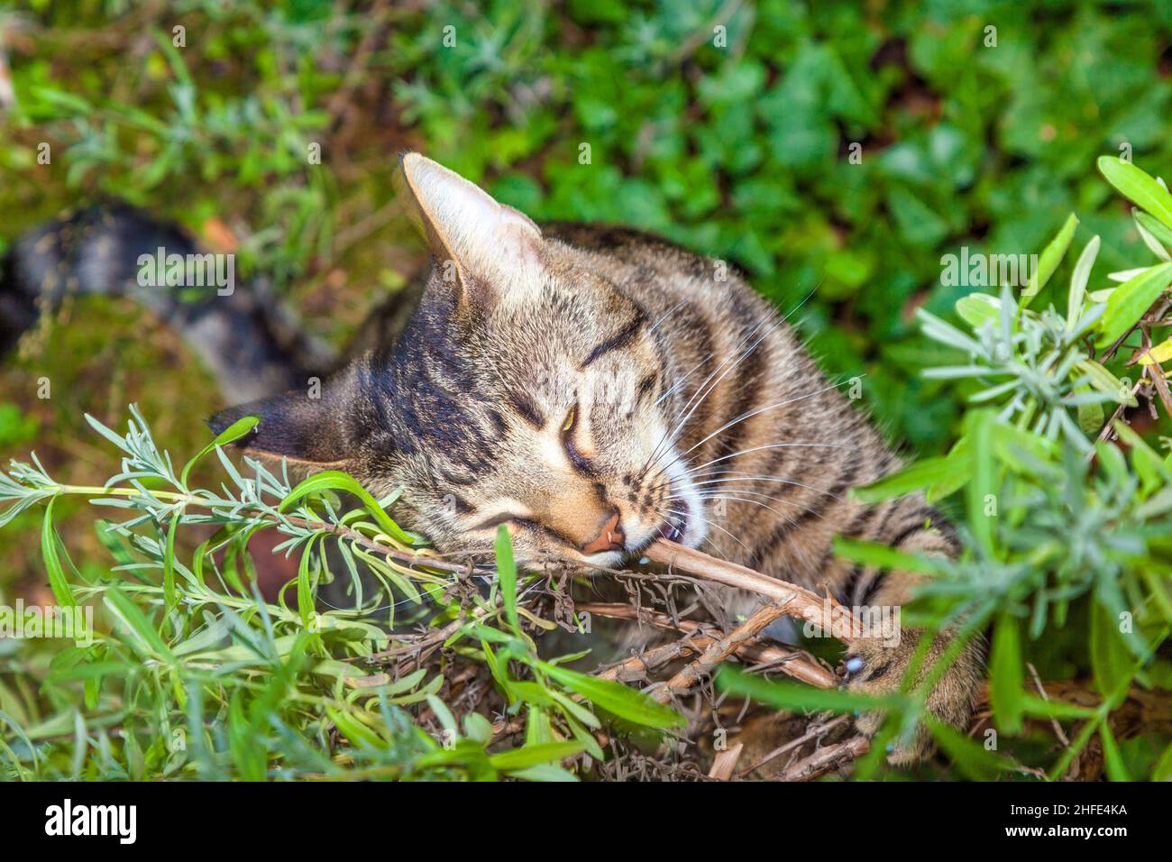 cat is hunting in the garden Stock Photo - Alamy